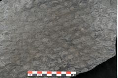 Foto (Detailansicht) von Lepidodendron aculeatum St. (NHMW-GEO-2024-0188-11023)